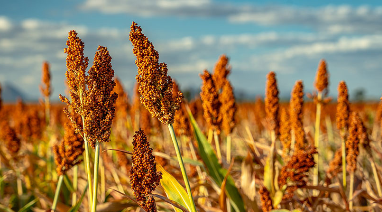Sorgo, grão que vem ganhando espaço na agricultura brasileira